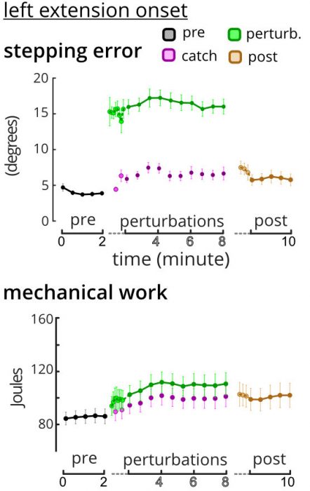 1) Stepping errors of perturbed strides (green) remained the same, but stepping errors of the catch strides (purple) increased slightly during the perturbations phase. 2) Mechanical work increased throughout the perturbations phase. Circles connected with lines are batch (5 strides) averages. Error bars = +/- standard error.