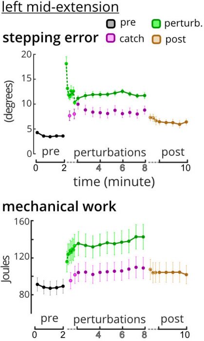 1) After large errors during the first perturbations (lighter circles, dotted lines), stepping errors of perturbed strides (green) plateaued. 2) Mechanical work increased continually as perturbations progressed. Circles connected with lines are batch (5 strides) averages. Error bars = +/- standard error.