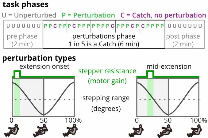During the perturbations phase (middle 6 minutes), a 200 ms increase in resistance was applied within a stride (green P's) at either extension onset or mid-extension period (green shaded areas). Catch strides (purple C's) where there was no change in resistance occurred randomly once in every five strides during the perturbations phase.