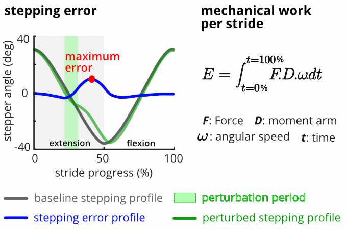 Maximum error was the maximum of the stepping error profile, which was the difference between the stepping profile of each stride and the average baseline profile.  Mechanical work per stride was the integral of the total mechanical power over the full (0-100%) of the stride.